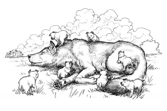 Crocblanc chapitre fin  Martin Maniez illustrations