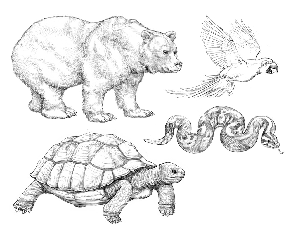 Animaux | Martin Maniez illustrations